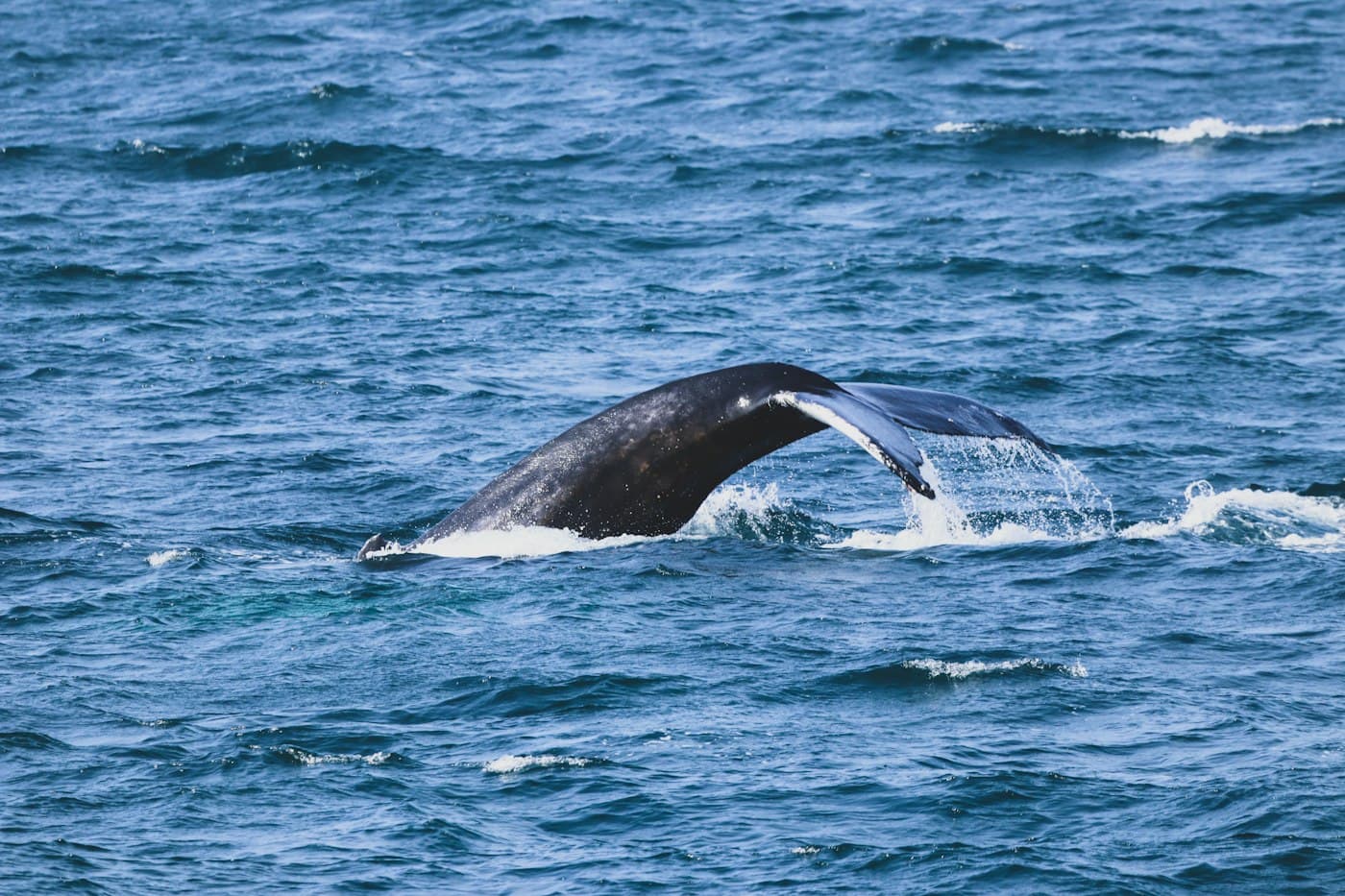 Die Fluke eines Buckelwals hebt sich beim Abtauchen aus dem dunkelblauen Meer