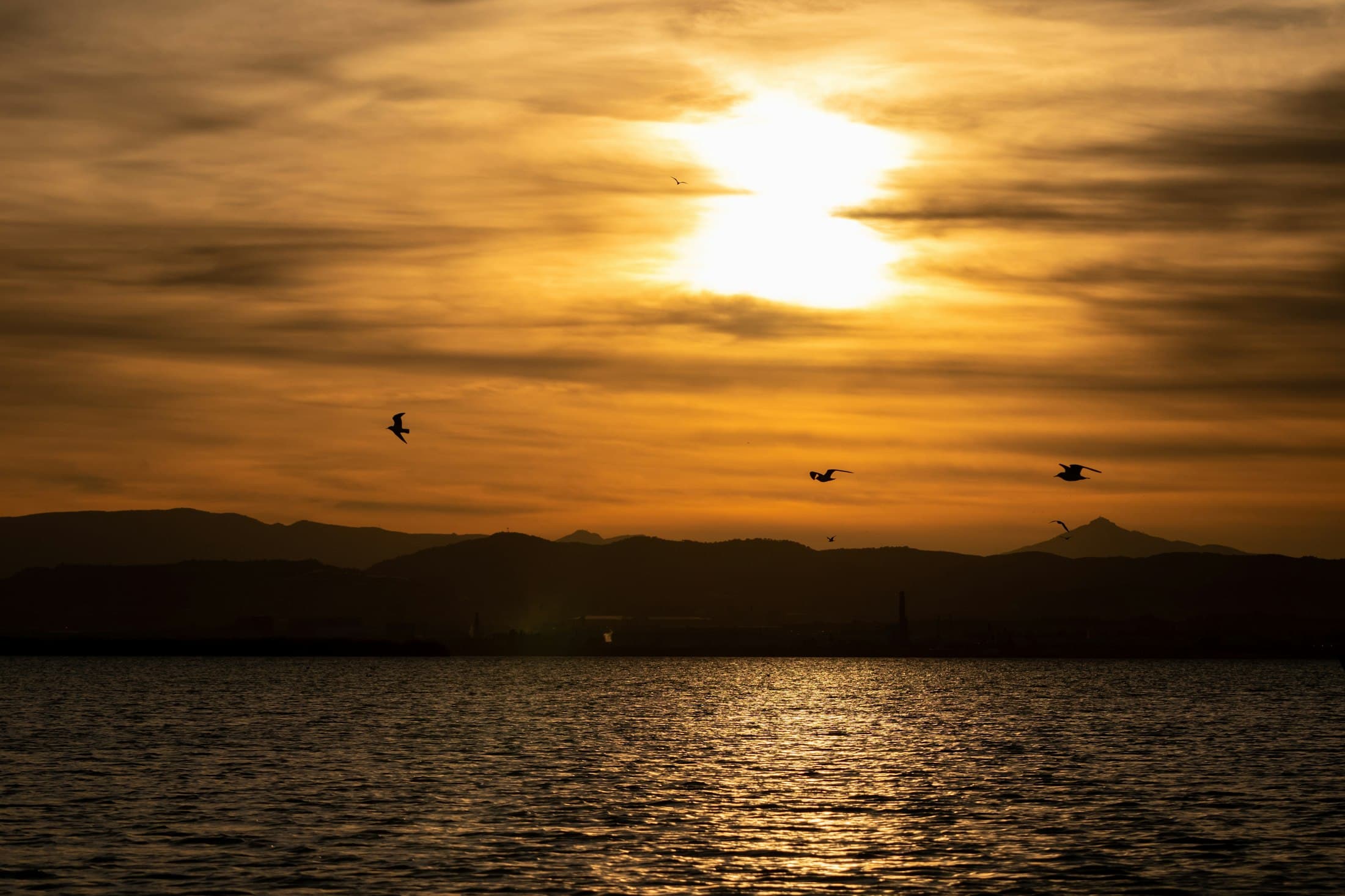 Sunset over the Albufera lagoon near Valencia, with gulls in flight