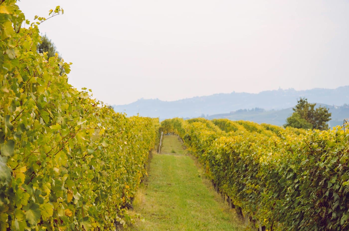 Eine grasbewachsene Gasse zwischen gelb werdenden Reben bei Barolo, dahinter verschwimmen die Hügel der Langhe im Dunst