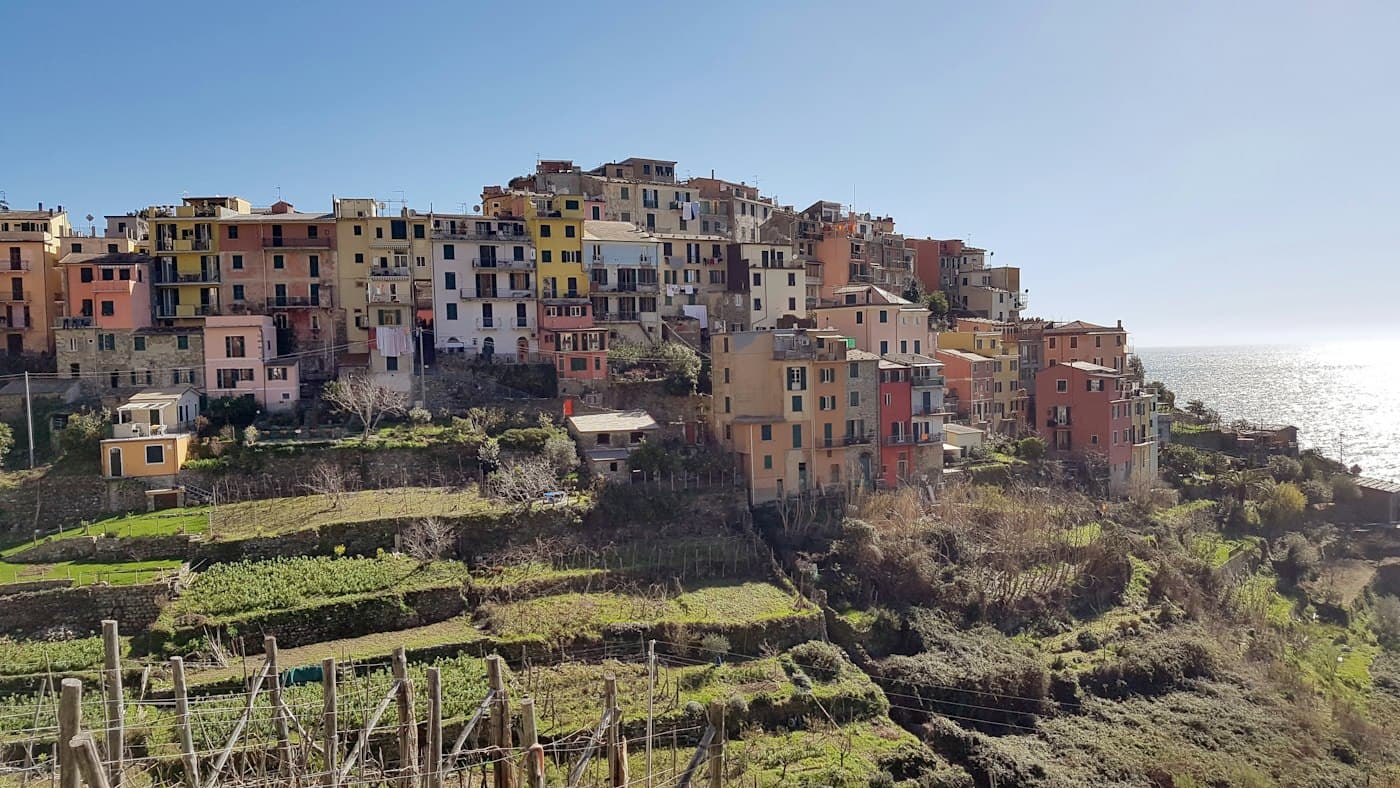 Les hautes maisons colorées d’un village des Cinque Terre au-dessus de vignes en terrasses