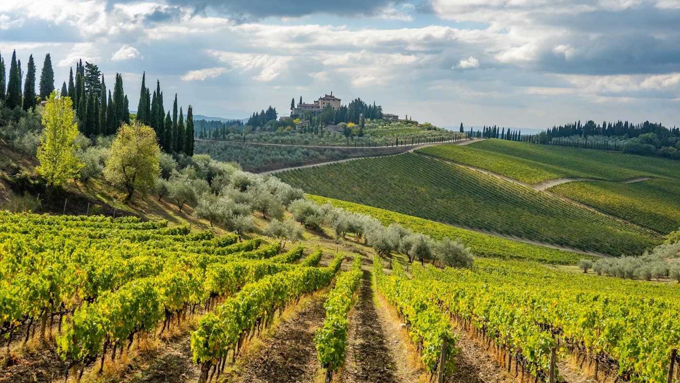 Rows of vines and olive trees on the slopes near Radda in Chianti, a villa among cypresses on the far hill