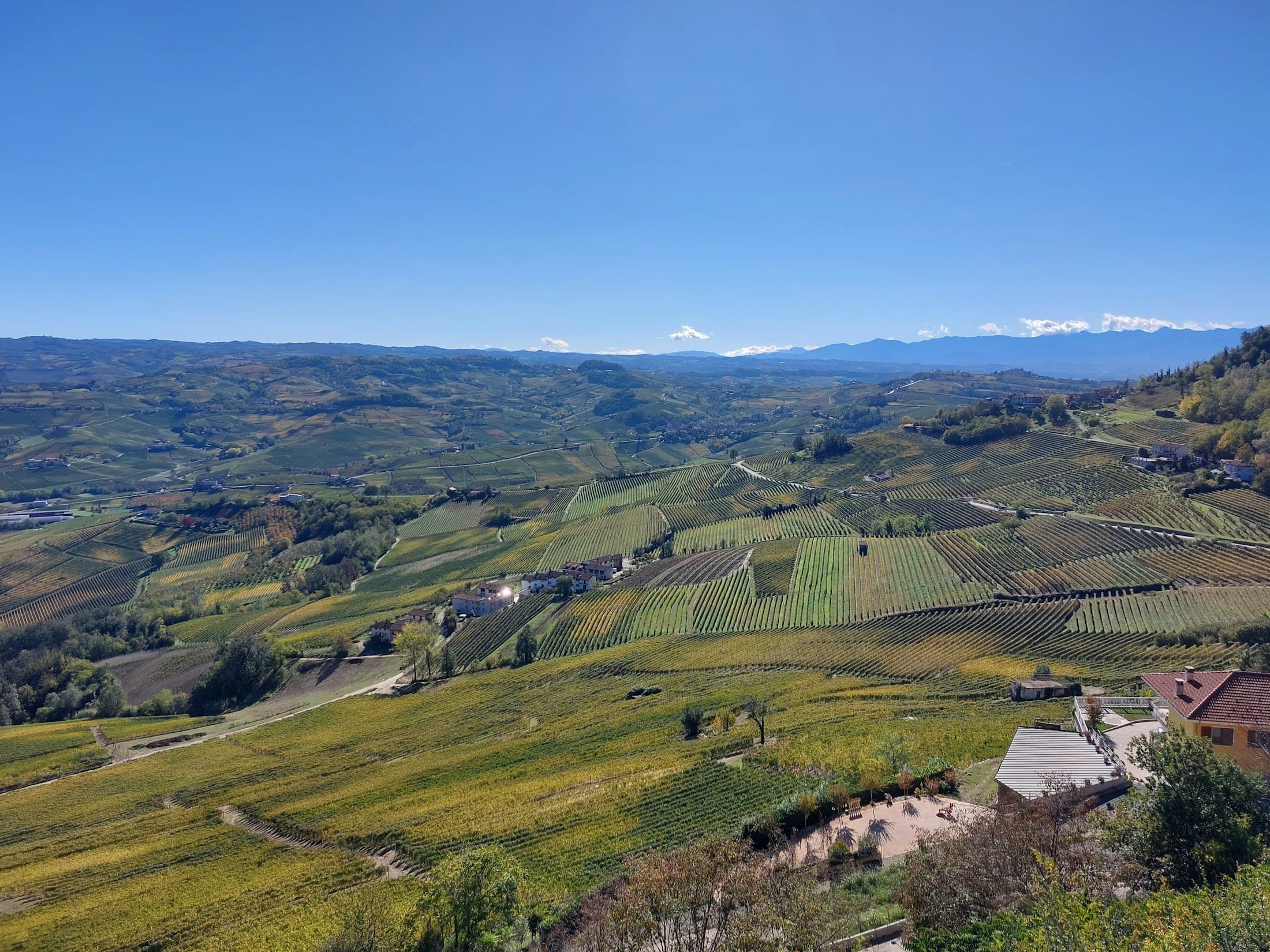 Vigneti nei colori d’autunno che si piegano sulle colline delle Langhe sotto Monforte d’Alba, con il cielo limpido e le Alpi all’orizzonte