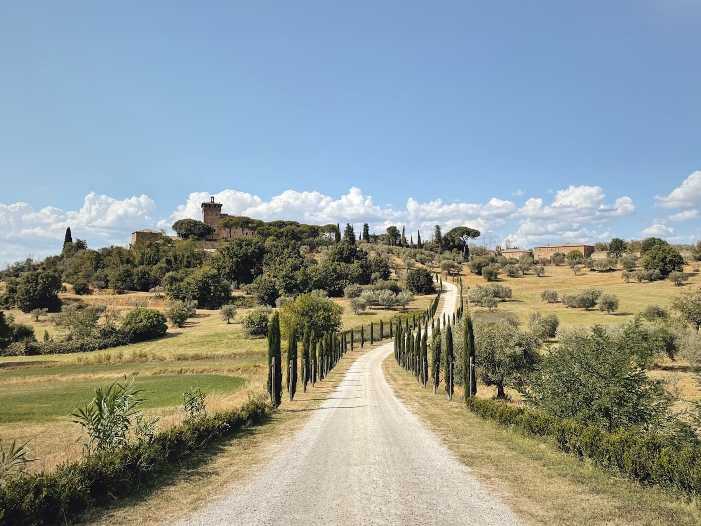 A white gravel road lined with young cypresses climbing to Palazzo Massaini near Pienza