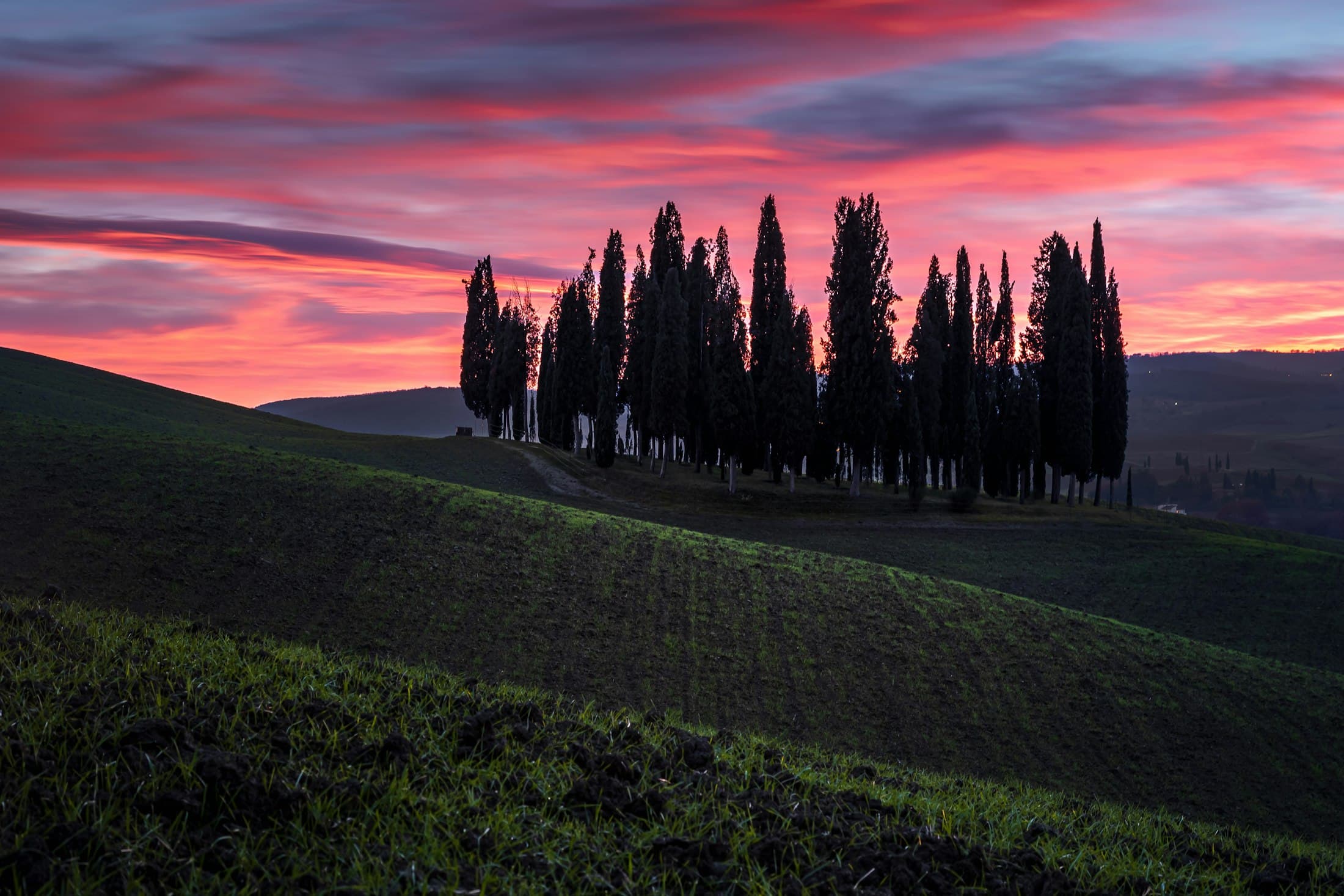 A grove of cypresses on a green hill near San Quirico d’Orcia against a pink sunset sky