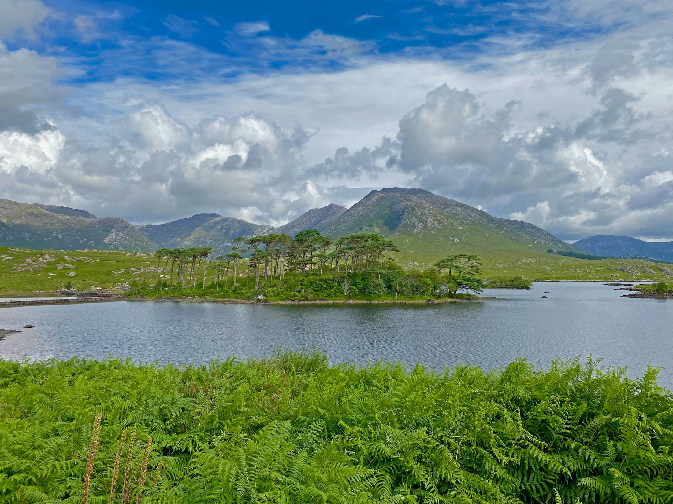 Un gruppo di pini alti su un’isola del lago Derryclare, con le felci in primo piano e i Twelve Bens sotto un cielo luminoso e nuvoloso