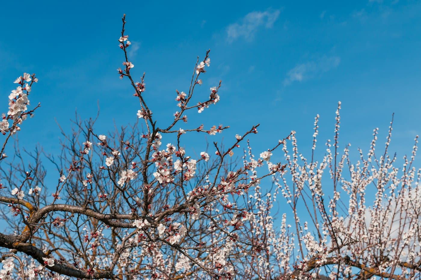 Apricot trees in white blossom against a blue spring sky at Dürnstein