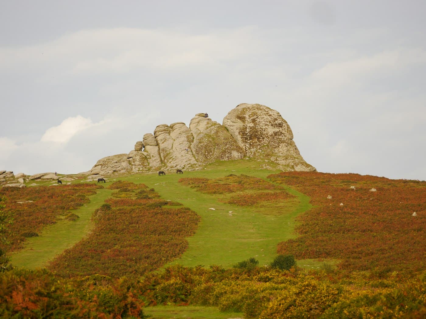 Lo sperone di granito di Haytor, a Dartmoor, in cima a un pendio di erba verde, felci color ruggine e ginestrone giallo, con pony al pascolo sotto le rocce