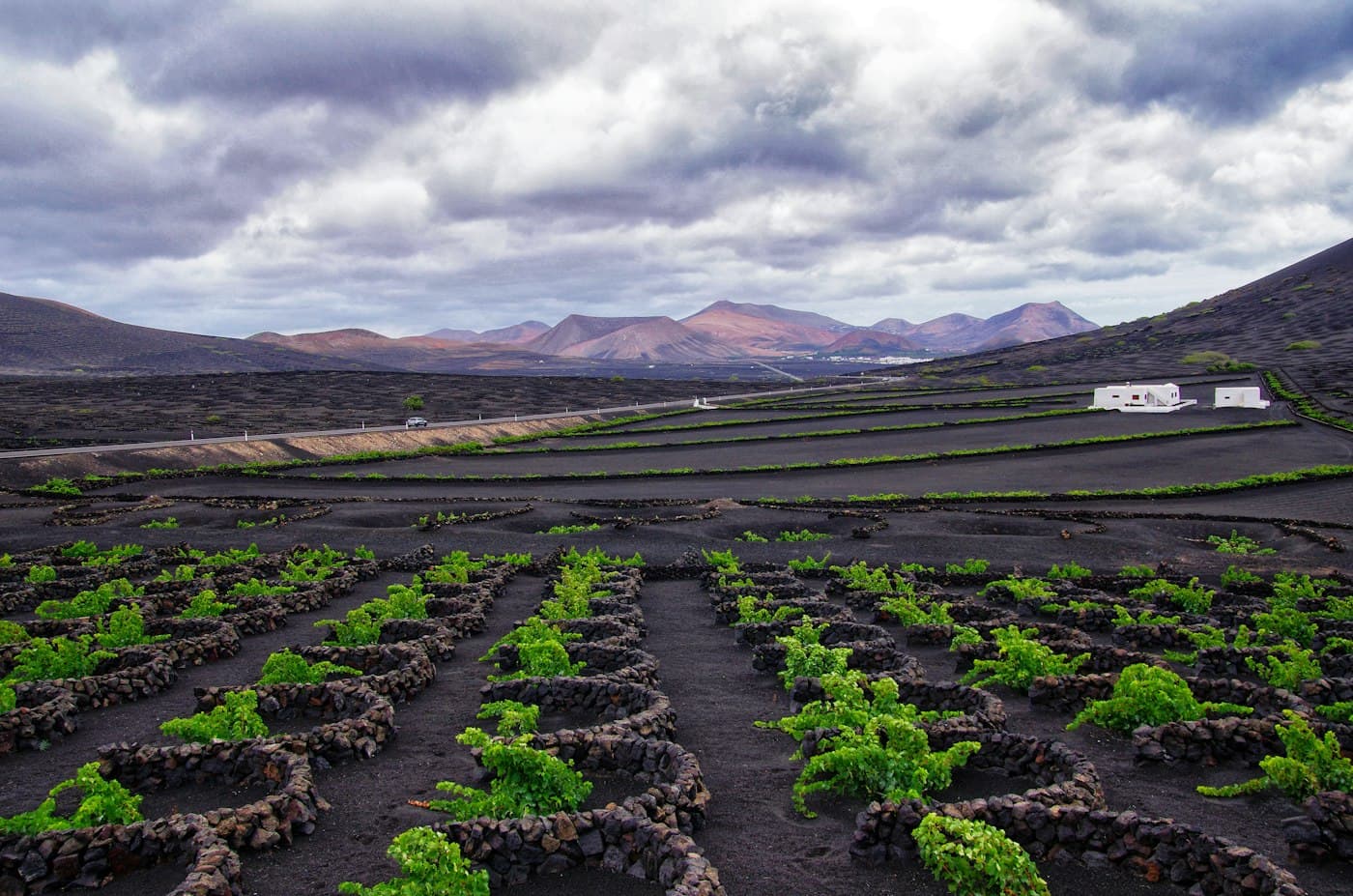 Vinhas em covas de cinza vulcânica negra, atrás de pequenos muros de pedra, em Lanzarote