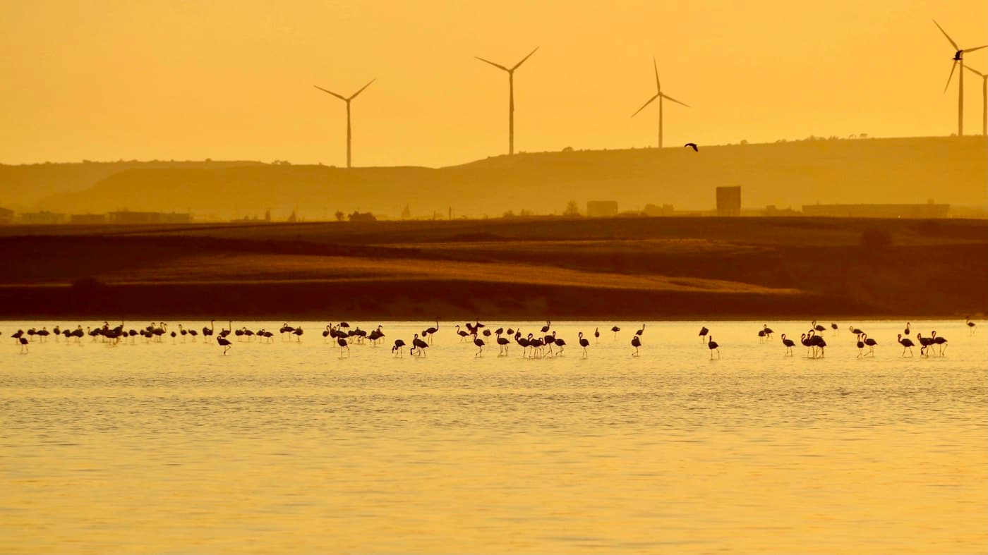 Flamingos wading in Larnaca’s Salt Lake in a golden light, with wind turbines on the hills behind