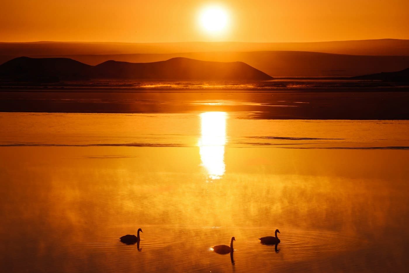 Drei Schwäne auf dem Mývatn bei Sonnenaufgang, Wasser und Dunst golden, flache Hügel dunkel am fernen Ufer