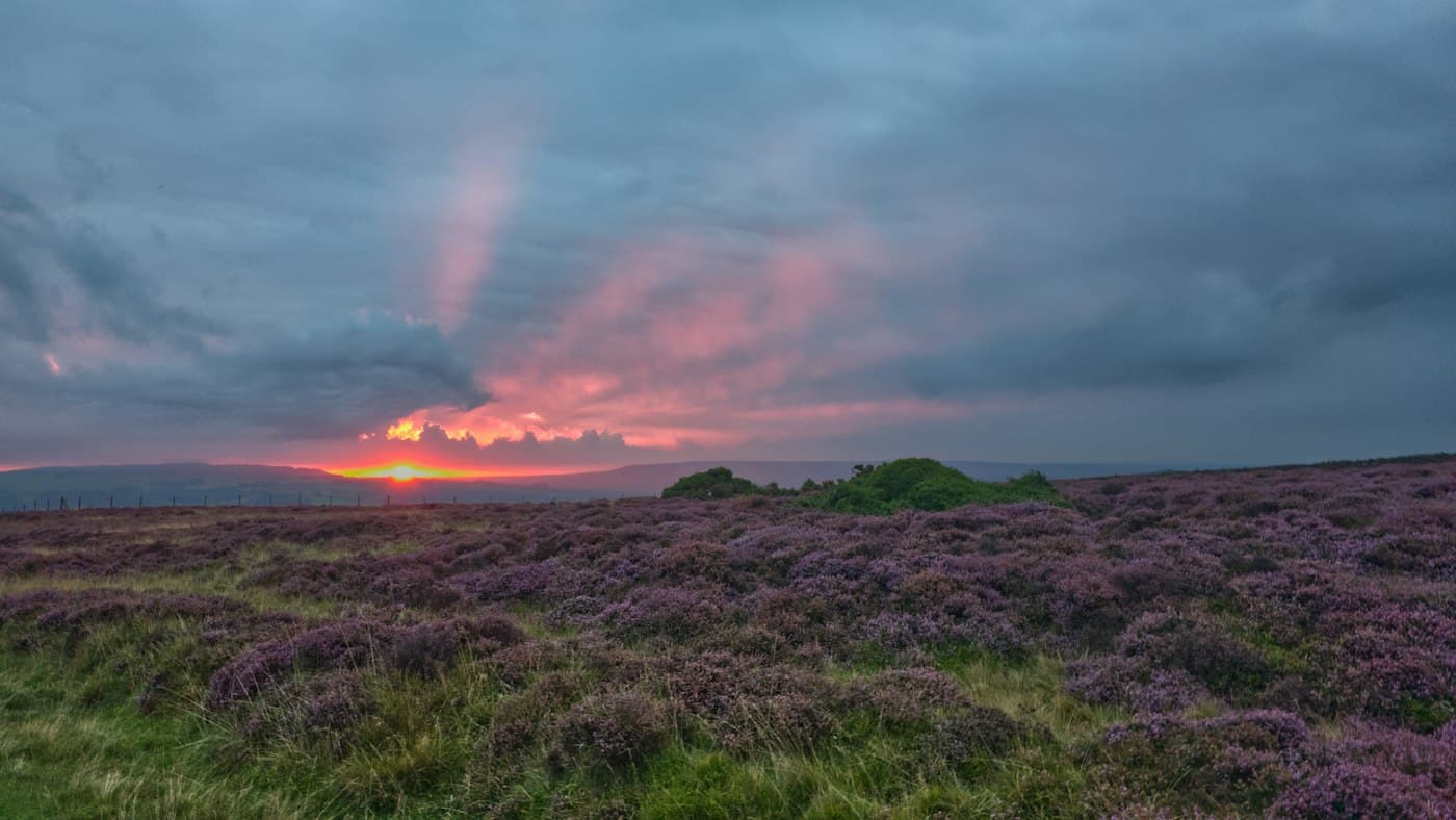 Blühende Heide in den North York Moors, lila zwischen grünem Gras, mit einer Gruppe Büsche und der tief stehenden Sonne am Horizont unter schweren grauen und rosa Wolken