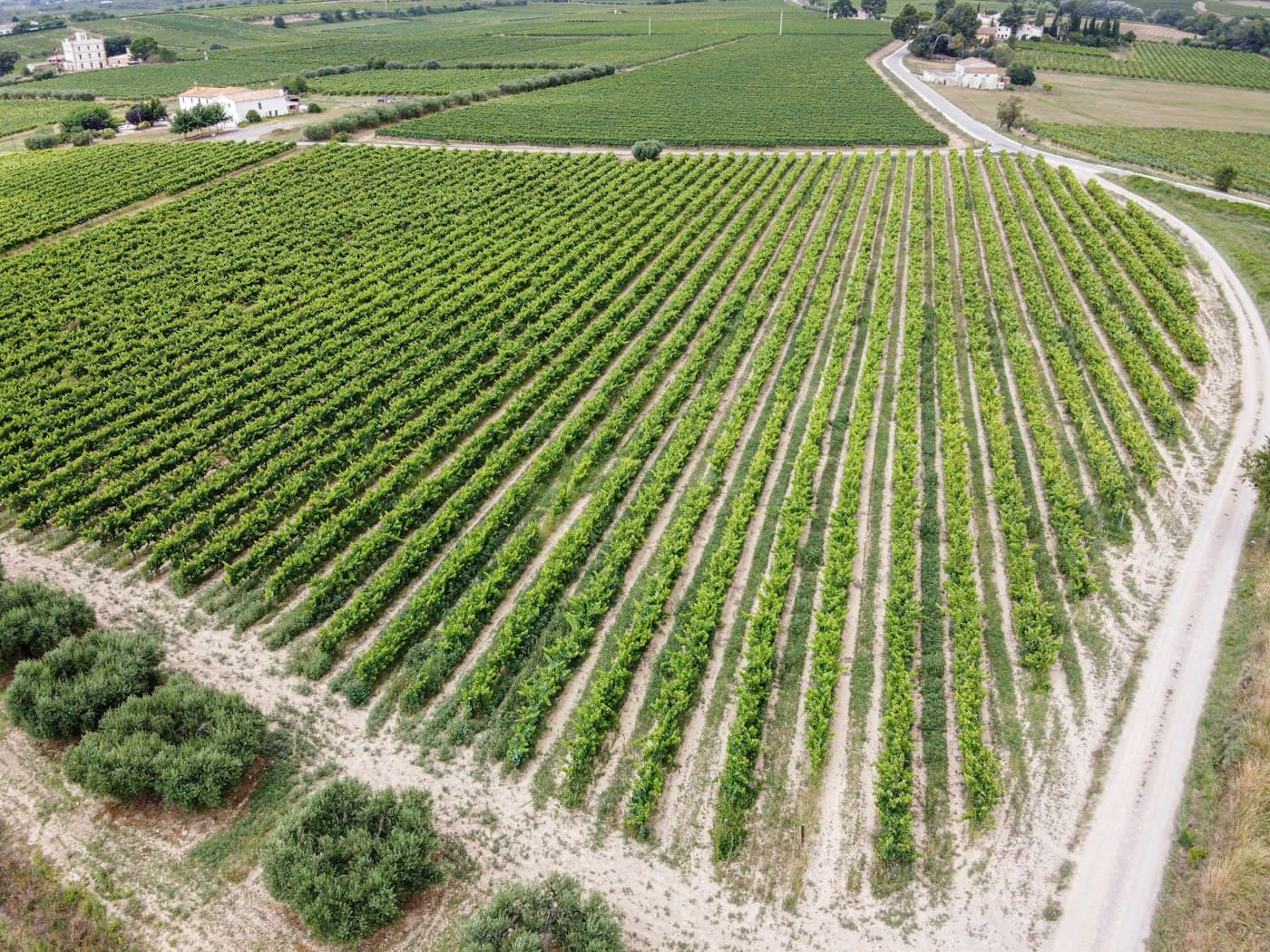 Rows of vines in Penedès, seen from above