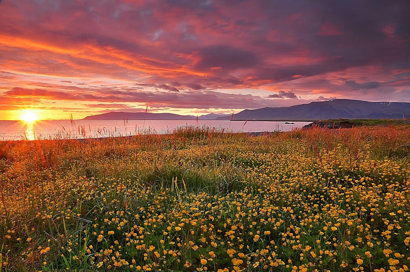 Buttercups and grasses on the shore in Reykjavík near midnight, with the sun setting over the bay and the mountains beyond