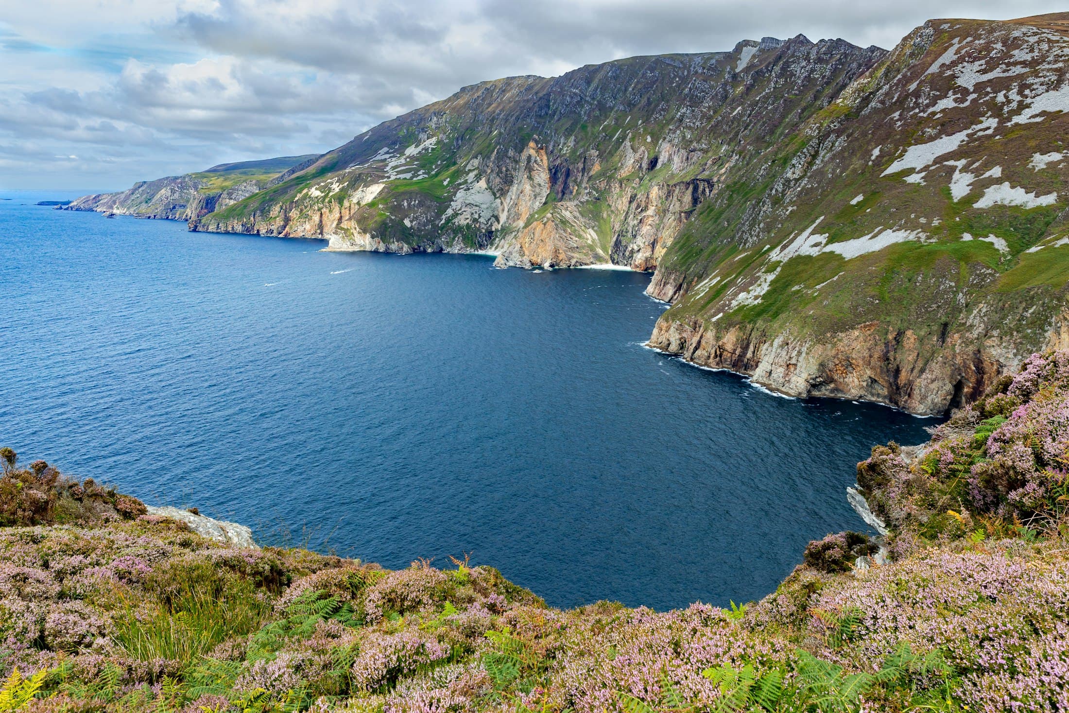 Le scogliere di Slieve League che precipitano in un mare blu intenso, viste tra l’erica viola e le felci in cima