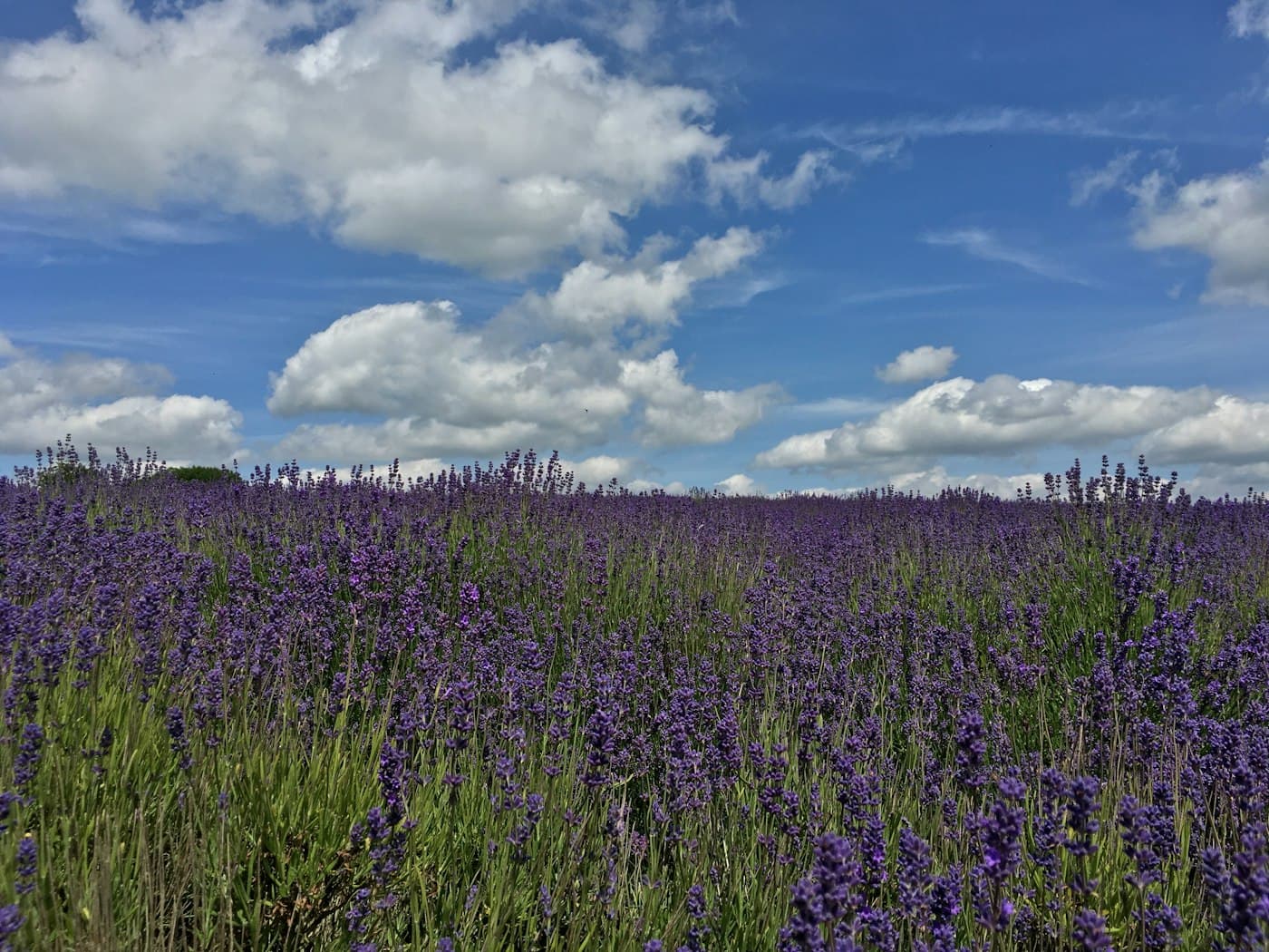 A field of lavender in full flower at Snowshill, purple spikes running to the skyline under a bright blue summer sky with big white clouds