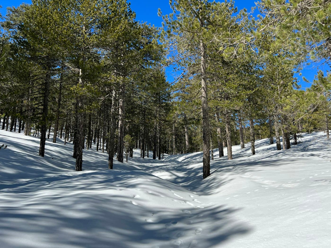 Black pines standing in deep snow near Troodos under a clear blue sky