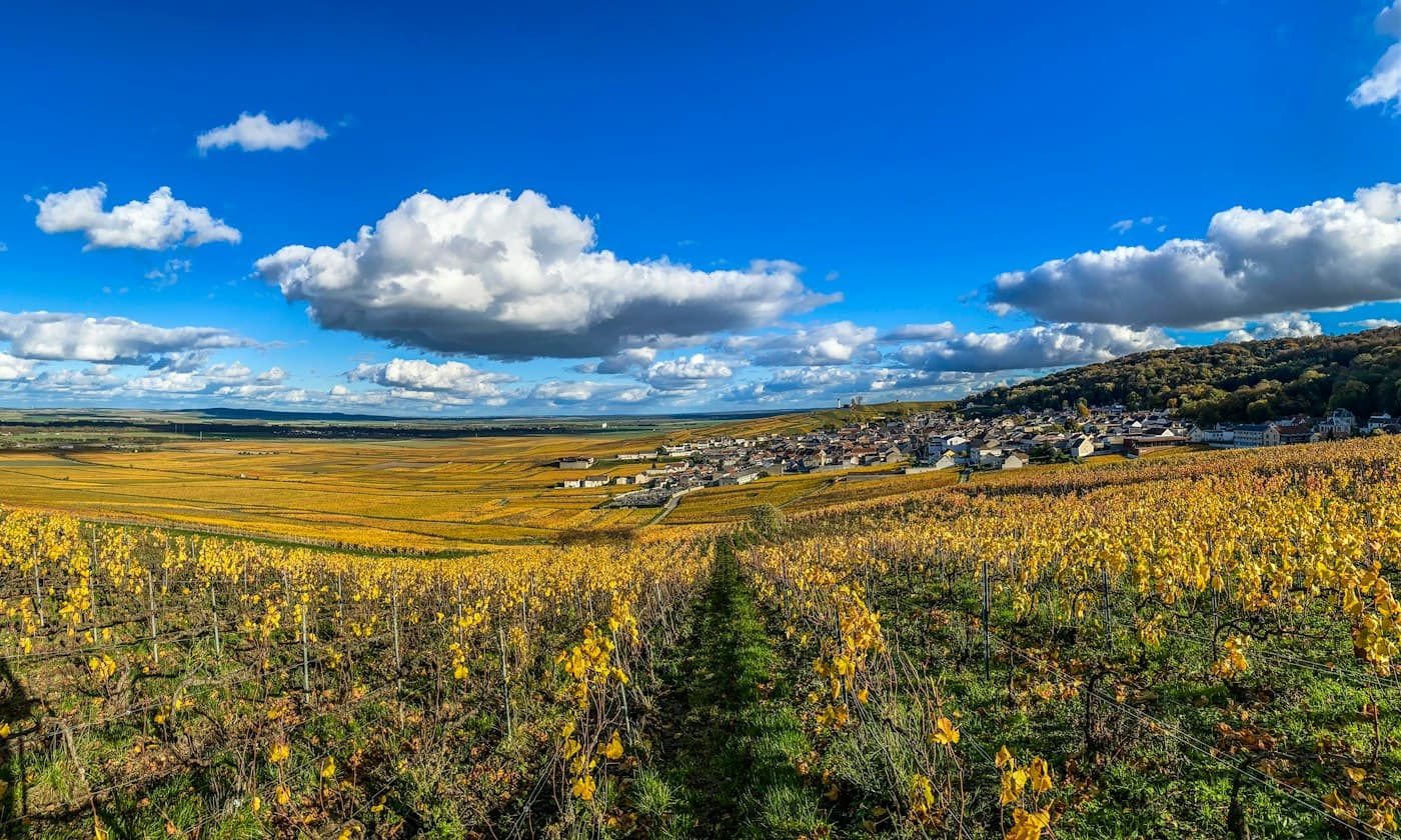 Golden autumn vines around the village of Verzenay in Champagne