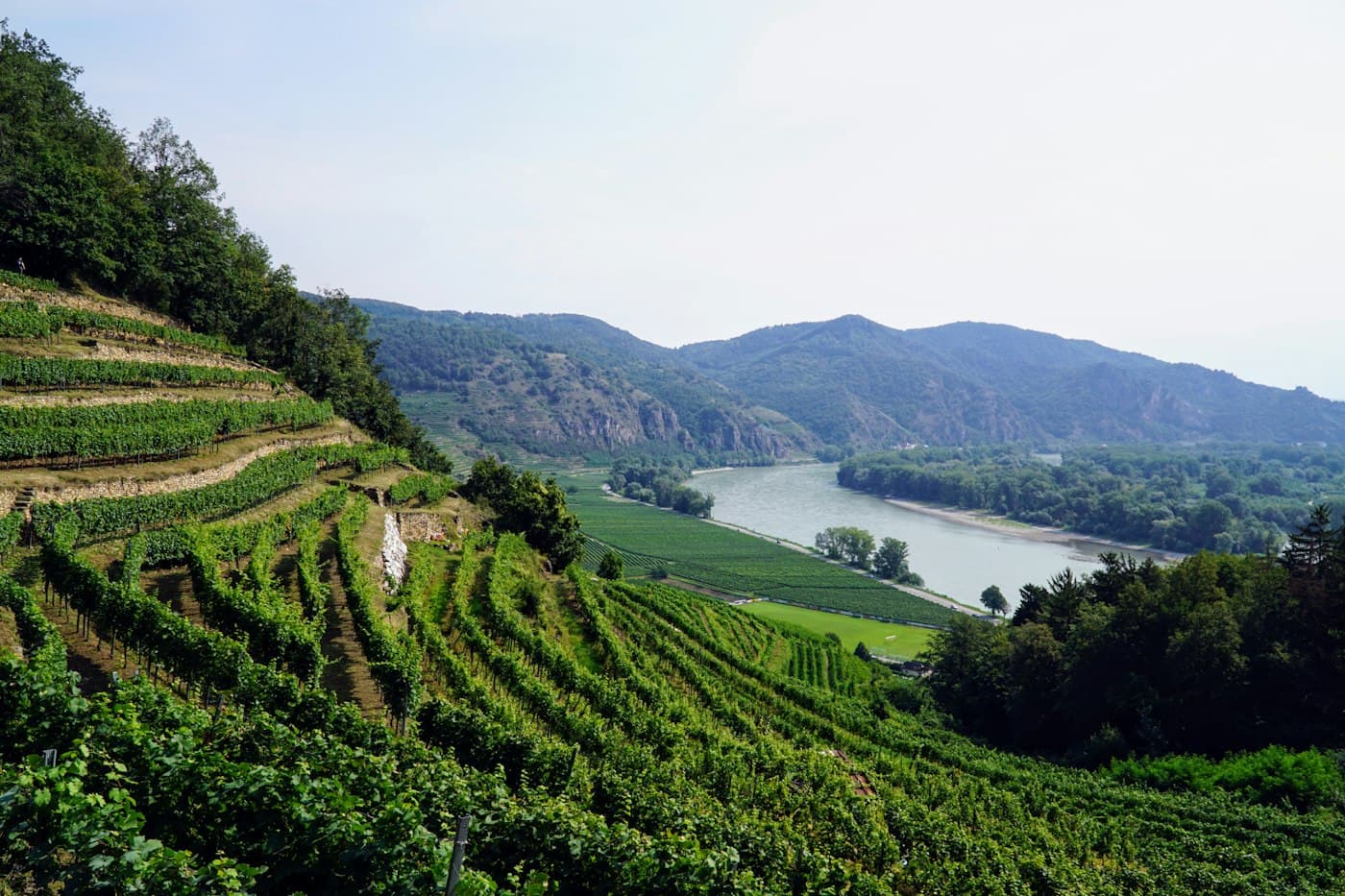Terrassierte Weingärten, die bei Weißenkirchen zur Donau abfallen, im Sommer