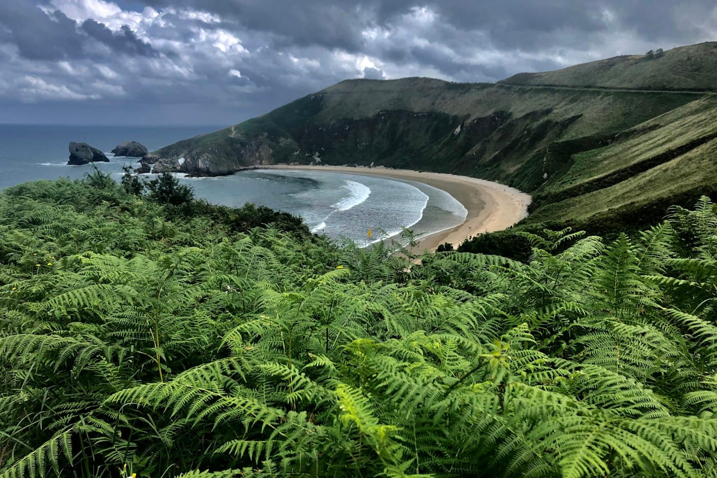 A curved beach seen through ferns on the green coast of Asturias