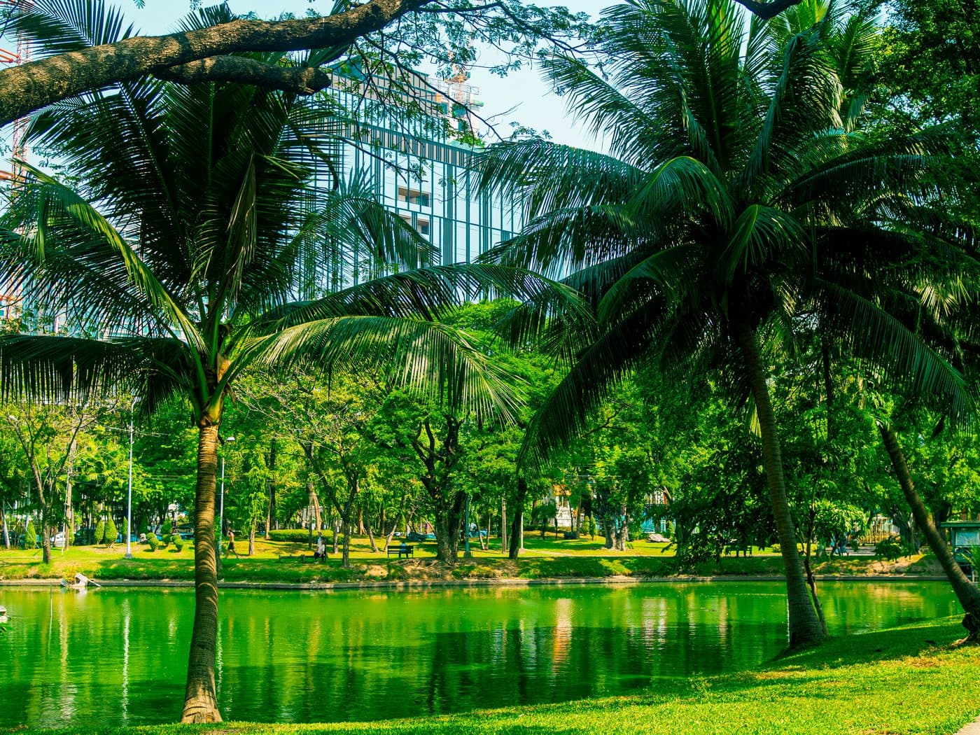 Kokospalmen neigen sich über das grüne Wasser des Sees im Lumphini-Park in Bangkok, am anderen Ufer Rasen, Bänke und Bäume, hinter den Blättern ein gläserner Turm