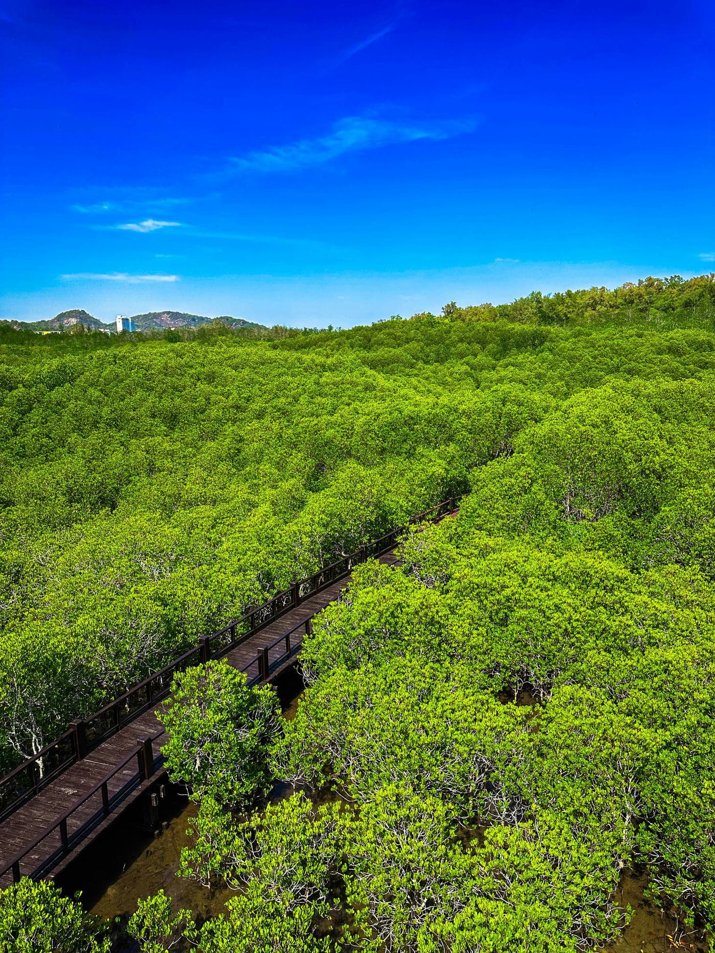 A raised wooden boardwalk running through dense, bright green mangroves in Pran Buri Forest Park, seen from above, with hills on the horizon under a deep blue sky