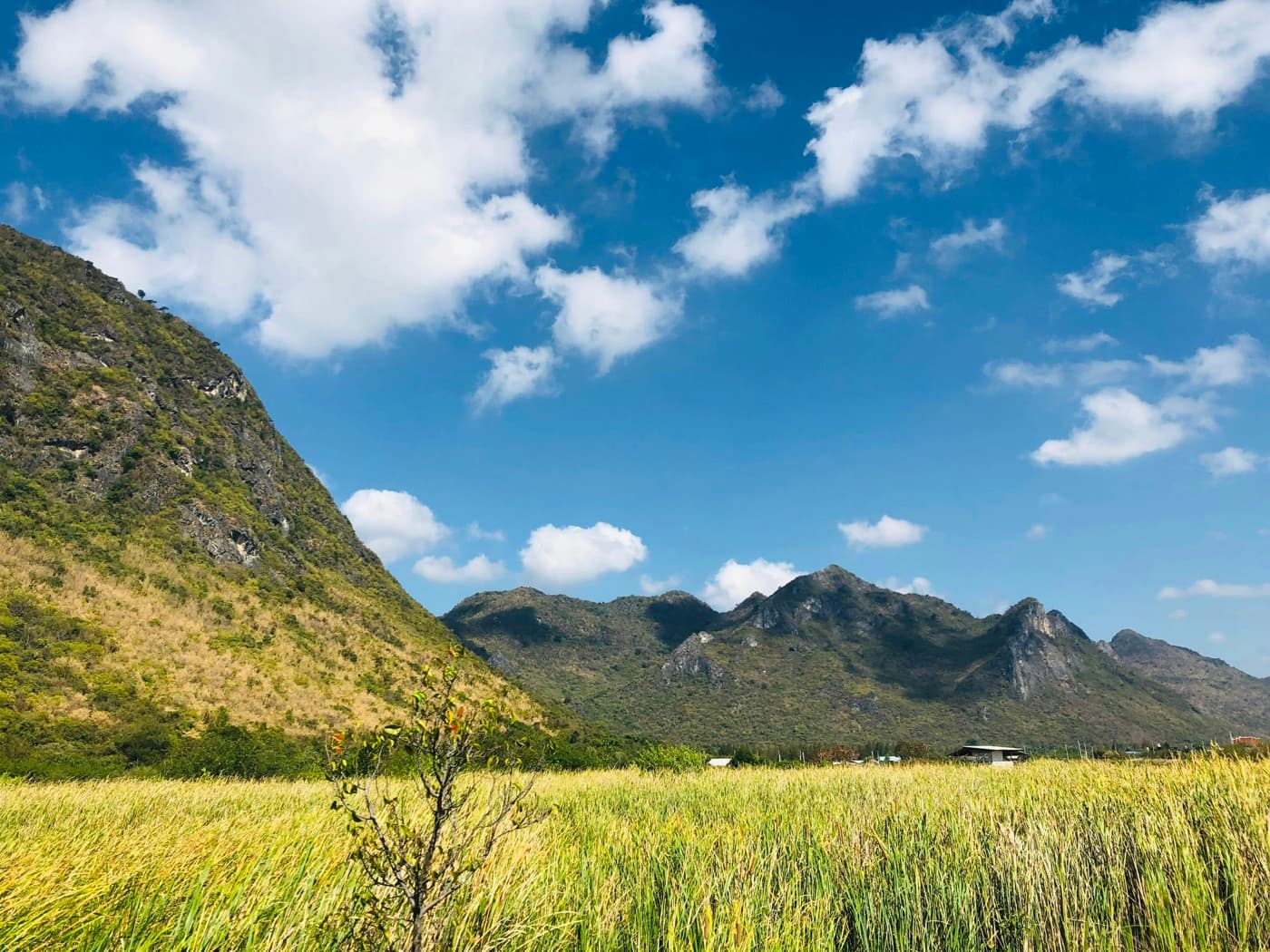 A field of tall green and golden grass below the jagged limestone peaks of Khao Sam Roi Yot, under a blue sky with white clouds