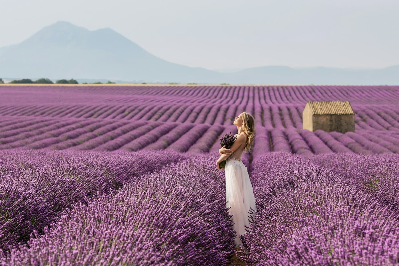 A bride holding a lavender bouquet among the lavender rows of Valensole