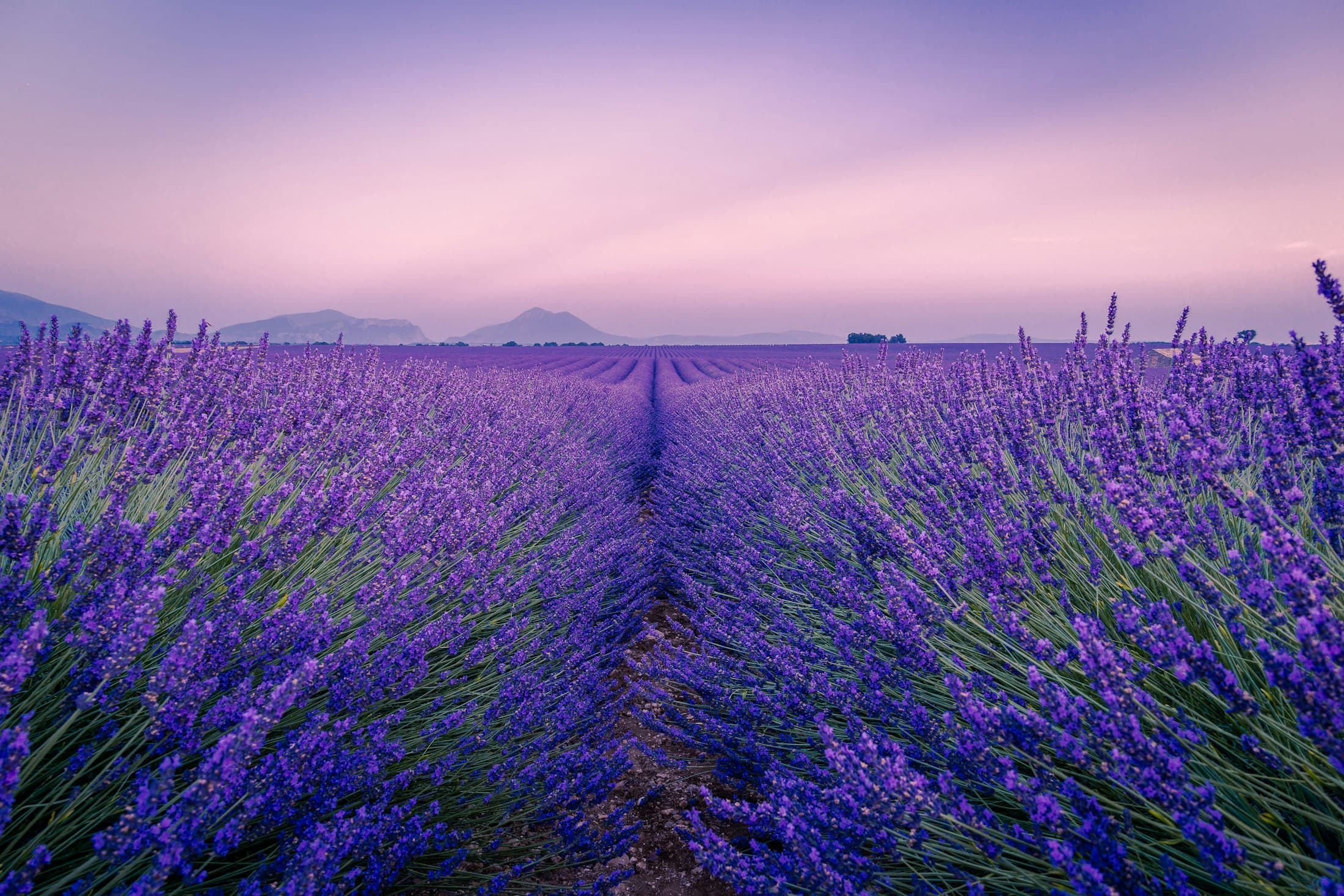 Rows of lavender running to the hills at dusk on the Valensole plateau